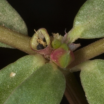 Placentation, Free Central - the fruit has no septae, just a central column that the seeds are attached to - [Portulaca oleracea; Portulacaceae]